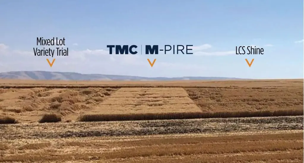 TMC M-Pire is a high-yielding, early-maturing soft white winter wheat variety with excellent disease resistance, lodging resistance, and winter hardiness.