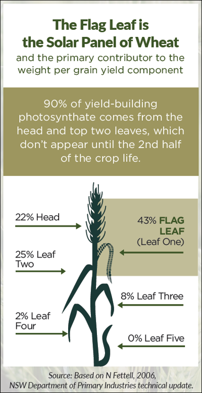 illustration describing a flag leaf and its importance to grain yield. 