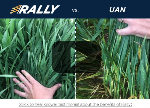 Click to hear grower testimonial about the benefits of Rally