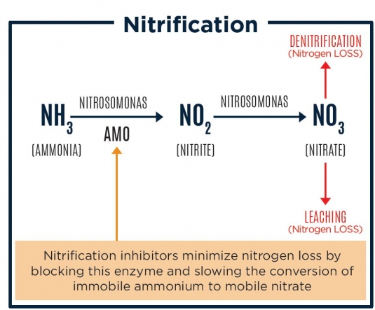Nitrification4